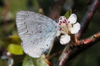 L'Azur des Nerpruns (Lpidoptre - Lycaenidae - Celastrina argiolus)